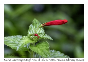 Scarlet Centropogon
