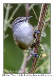 Isthmian Wren