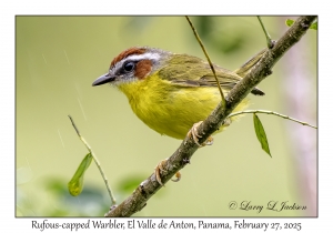 Rufous-capped Warbler