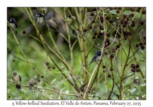 9 Yellow-bellied Seedeaters