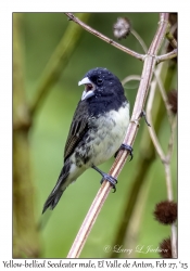 Yellow-bellied Seedeater male