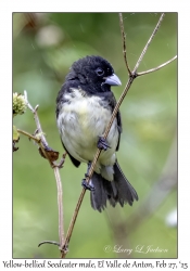 Yellow-bellied Seedeater male