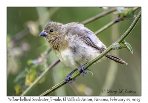 Yellow-bellied Seedeater female