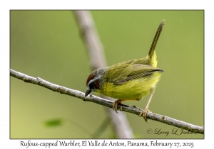 Rufous-capped Warbler