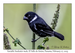 Variable Seedeater male