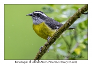 Bananaquit
