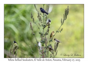 Yellow-bellied Seedeaters