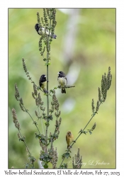 Yellow-bellied Seedeaters