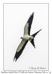 Swallow-tailed Kite