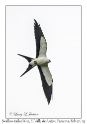 Swallow-tailed Kite