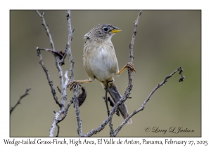 Wedge-tailed Grass-Finch
