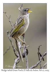Wedge-tailed Grass-Finch