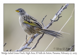 Wedge-tailed Grass-Finch