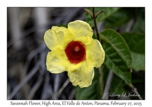 Savannah Flower