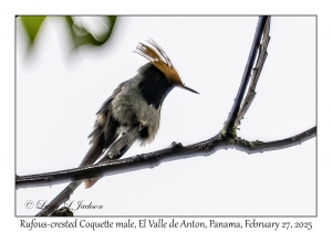 Rufous-crested Coquette male