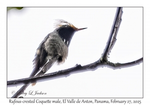 Rufous-crested Coquette male