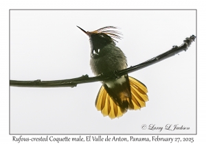 Rufous-crested Coquette male