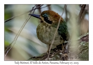 Tody Motmot