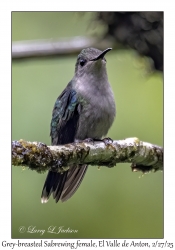 Grey-breasted Sabrewing female
