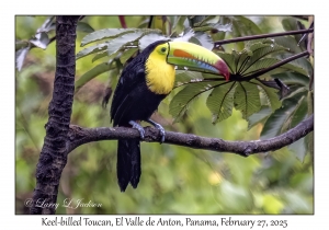 Keel-billed Toucan