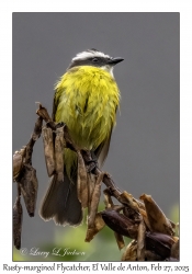 Rusty-margined Flycatcher