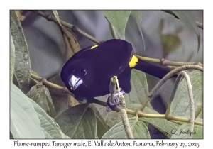 Flame-rumped Tanager male