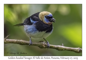 Golden-hooded Tanager