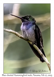 Blue-chested Hummingbird male