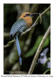Broad-billed Motmot