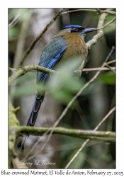 Blue-crowned Motmot