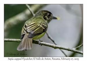 Sepia-capped Flycatcher