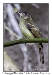 Sepia-capped Flycatcher