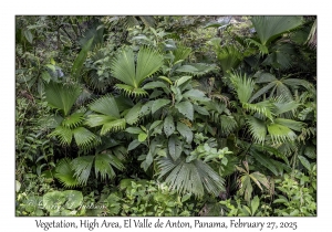 Vegetation