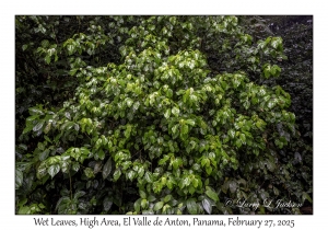 Wet Leaves