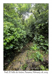 Trail