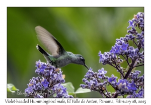 Violet-headed Hummingbird male