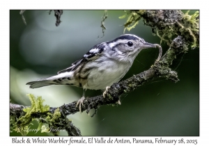 Black & White Warbler female