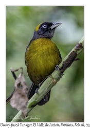 Dusky-faced Tanager