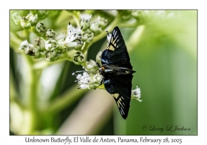 Unknown Butterfly