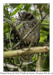Tropical Screech-Owl