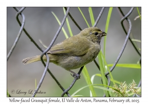 Yellow-faced Grassquit female