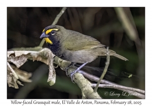 Yellow-faced Grassquit male
