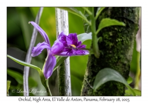Orchid