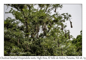 Chestnut-headed Oropendola nests