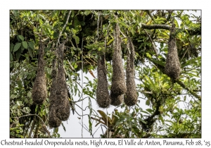 Chestnut-headed Oropendola nests