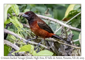 Crimson-backed Tanager female