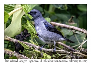 Plain-colored Tanager
