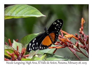 Hecale Longwing