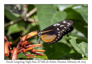 Hecale Longwing