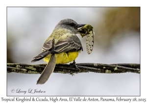 Tropical Kingbird & Cicada
